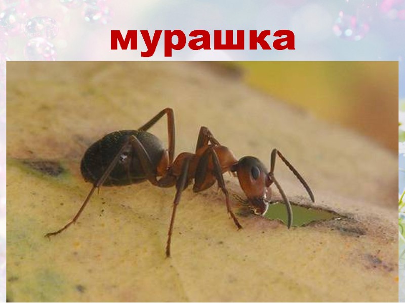 мурашка